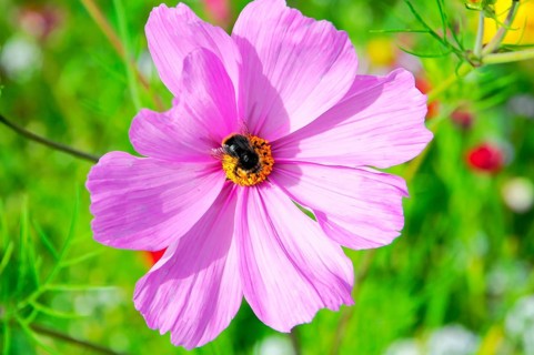 Cosmea bipinnata, pink flower with bee in blooming summer garden, colourful flower meadow,