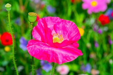 Corn poppy (Papaver rhoeas), Bright pink poppy in front of a colourful and blurred flower