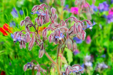 Borage blossoms in a lush field of flowers against a blurred background, Colourful flower meadow,