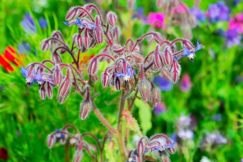 Borage blossoms in a lush field of flowers against a blurred background, Colourful flower meadow,