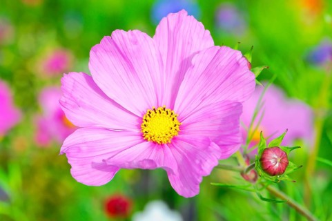 Cosmea bipinnata, pink cosmos flower with bud in summer garden, colourful flower meadow, Schwäbisch