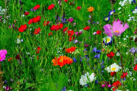 Various colourful flowers on a green, lively spring meadow, Bunte Blumenwiese, Schwäbisch Gmünd,