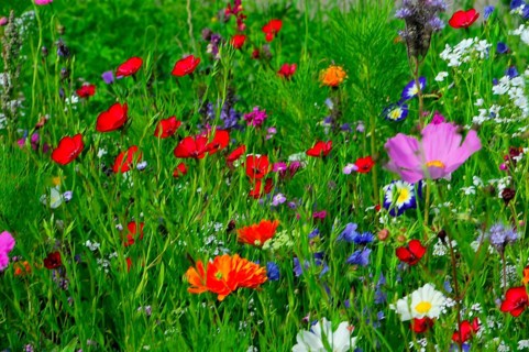 Colourful wildflowers spread across a green, fresh meadow, Colourful flower meadow, Schwäbisch