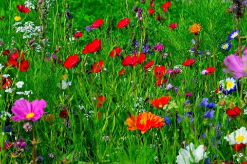 Various colourful flowers stand on a lively, green meadow, Bunte Blumenwiese, Schwäbisch Gmünd,