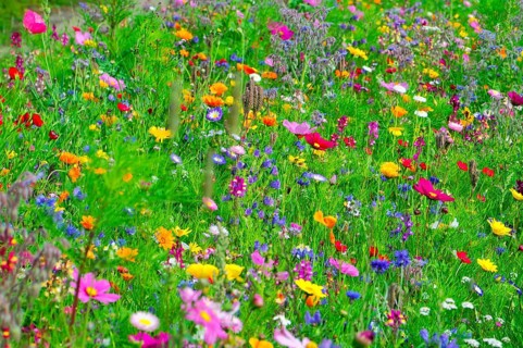 A sea of different colourful flowers on a green meadow, Bunte Blumenwiese, Schwäbisch Gmünd,