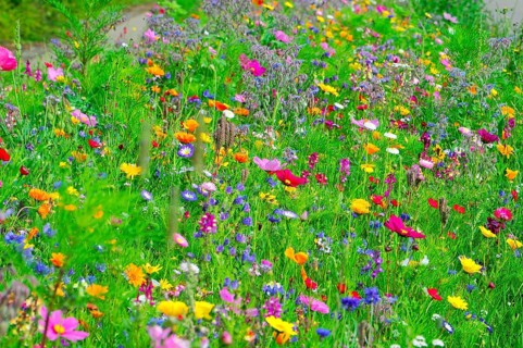 Various colourful wildflowers spread vividly across a green meadow, Colourful flower meadow,
