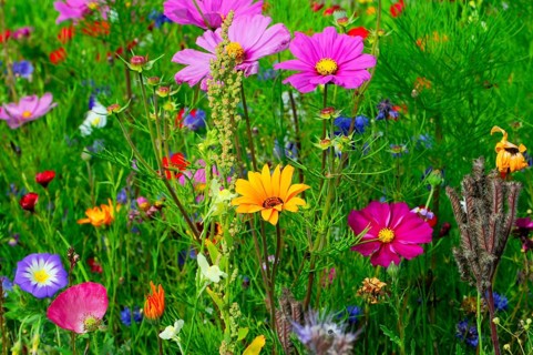 Ornamental basket, cosmea (Cosmea bipinnata), Colourful wildflowers standing close together in a
