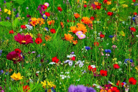 Colourful spring flowers on a lively meadow with lots of greenery, Bunte Blumenwiese, Schwäbisch