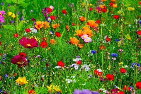 Vibrant wildflower meadow with colourful flowers and green vegetation, Colourful flower meadow,