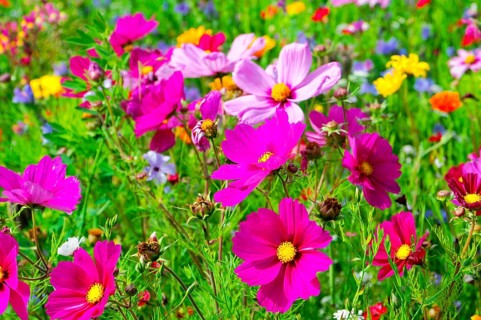 Ornamental basket, cosmea (Cosmea bipinnata), vibrant flowers in pink and purple with yellow