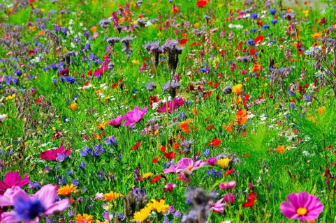 Colourful flower meadow in summer with different flower colours and green grasses, Bunte
