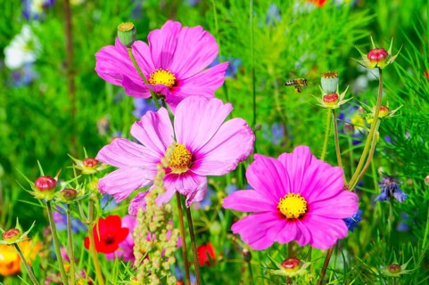 Ornamental basket, cosmea (Cosmea bipinnata), close-up of pink flowers and a bee in a green meadow