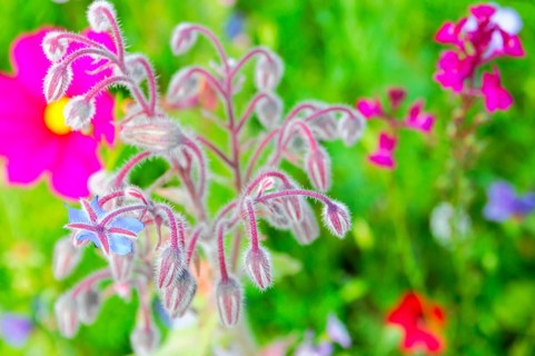 Fluffy borage buds in a lively flowering meadow, Bunte Blumenwiese, Schwäbisch Gmünd,