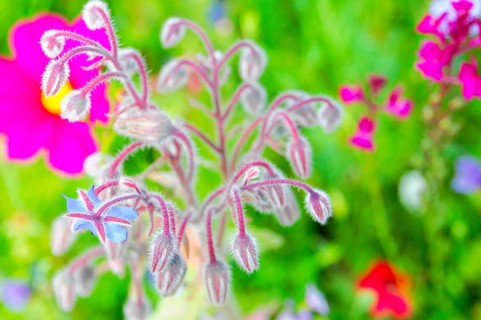 Borage flowers with fluffy stems, lively in a green meadow, Colourful flower meadow, Schwäbisch