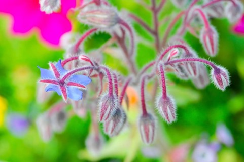 Blue-pink borage flowers with fluffy stems, summery atmosphere, colourful flower meadow, Schwäbisch