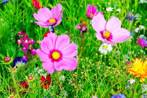 Ornamental basket, cosmea (Cosmea bipinnata), Three pink flowers with yellow centres stand out in a