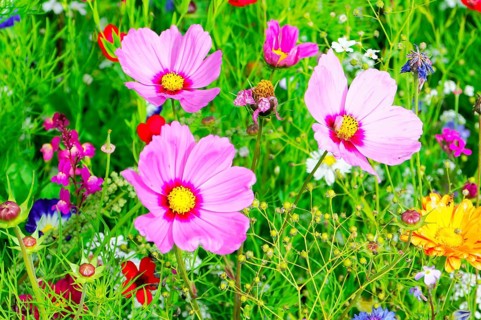 Cosmea bipinnata, several pink flowers with yellow centres blooming wildly in a cheerfully