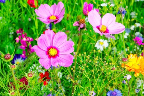 Ornamental basket, cosmea (Cosmea bipinnata), Delicate pink flowers with a yellow centre in the