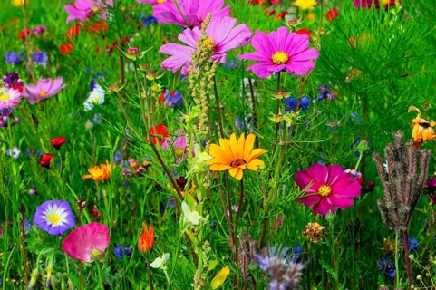 Ornamental basket, cosmea (Cosmea bipinnata), Colourful wildflowers surrounded by lush greenery in