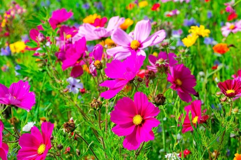 Ornamental basket, cosmea (Cosmea bipinnata), vibrant flowers in pink and purple with yellow
