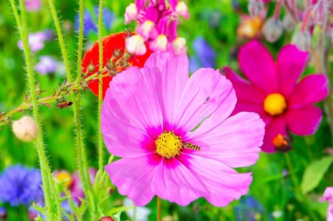 Cosmea bipinnata, pink flower with insects, bright summer colours in a garden, colourful flower