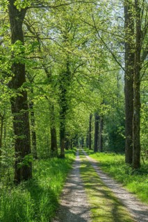 Field path in the floodplain of the Götzinger Achen, Tittmoning, Bavaria, Germany