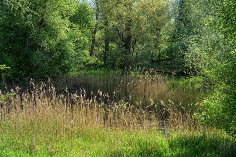 River Aulandschaft, Götzinger Achen, Tittmoning, Bavaria, Germany