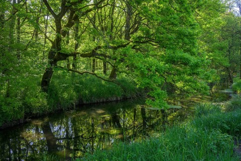River Aulandschaft, Götzinger Achen, Tittmoning, Bavaria, Germany