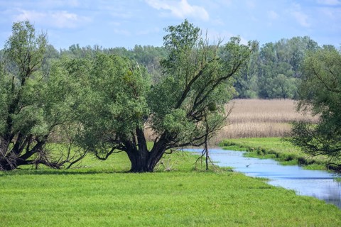 Oxbow lake and marshland with trees in Kopacki Rit nature park Park, Kopacevo, Osijek-Baranja