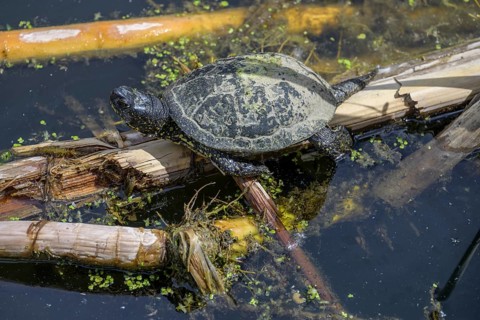 European pond turtle (Emys orbicularis) in Kopacki Rit nature park Park, Kopacevo, Osijek-Baranja