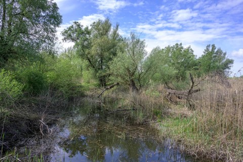 Oxbow lake with alluvial forest in Kopacki Rit nature park Park, Kopacevo, Osijek-Baranja County,