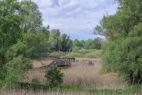Jetty in the Kopacki Rit nature park Park, Kopacevo, Osijek-Baranja County, Croatia