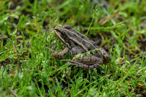 Grass frog (Rana temporaria) in Kopacki Rit nature park Park, Kopacevo, Osijek-Baranja County,
