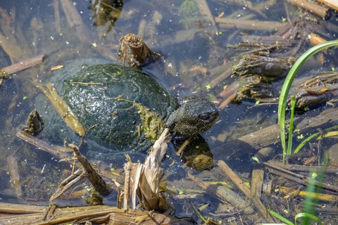 European pond turtle (Emys orbicularis) in Kopacki Rit nature park Park, Kopacevo, Osijek-Baranja
