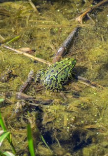 Edible Frog (Pelophylax cl. esculentus) in Kopacki Rit nature park Park, Kopacevo, Osijek-Baranja