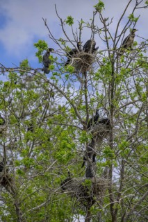 Colony of cormorants (Phalacrocorax carbo) on trees in Kopacki Rit nature park Park, Kopacevo,