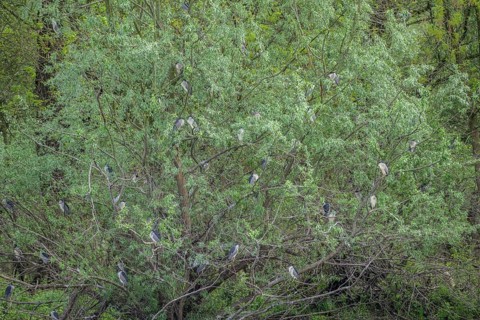 Colony of night herons (Nycticorax nycticorax) in Kopacki Rit nature park Park, Kopacevo,