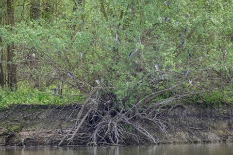 Colony of night herons (Nycticorax nycticorax) in Kopacki Rit nature park Park, Kopacevo,
