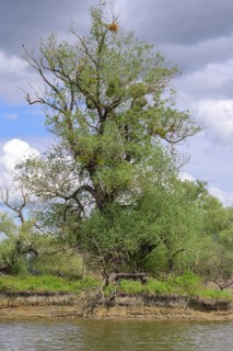 Trees at an oxbow lake in Kopacki Rit nature park Park, Kopacevo, Osijek-Baranja County, Croatia