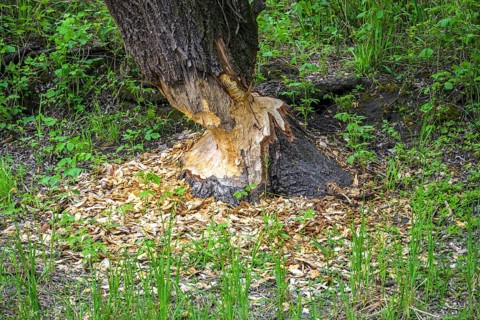 Tree gnawed by beaver in Kopacki Rit nature park Park, Kopacevo, Osijek-Baranja County, Croatia