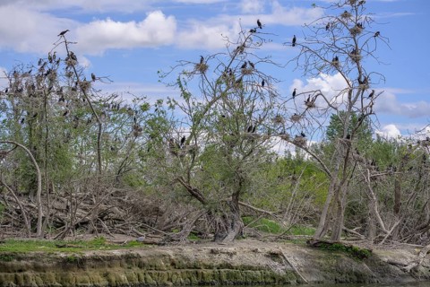 Colony of cormorants (Phalacrocorax carbo) on trees in Kopacki Rit nature park Park, Kopacevo,