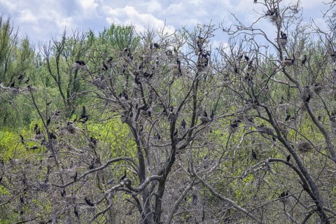 Colony of cormorants (Phalacrocorax carbo) on trees in Kopacki Rit nature park Park, Kopacevo,