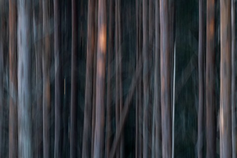 Pine forest, wipe-clean image, Åland, Åland Islands, Finland