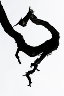 Silhouette of a gnarled branch, Åland, Åland Islands, Finland