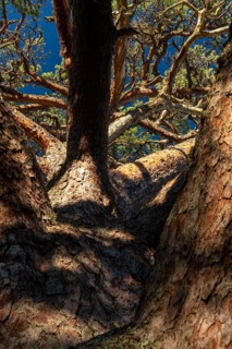 Crown of a mighty old pine tree, Åland, Åland Islands, Finland