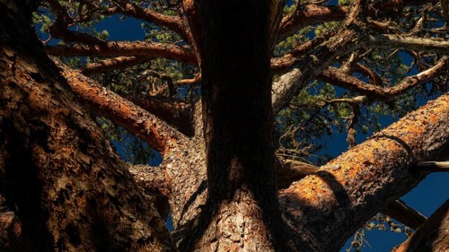 Crown of a mighty old pine tree, Åland, Åland Islands, Finland