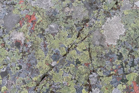 Lichen on a granite rock, Åland, Åland Islands, Finland