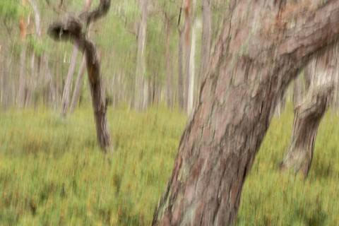 Pine forest, wipe-clean image, Åland, Åland Islands, Finland