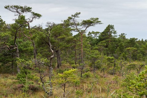 Pine forest in a marshland, Åland, Åland Islands, Finland