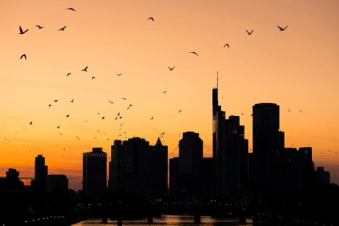 A flock of birds flies over the Frankfurt banking skyline in the evening shortly after sunset,